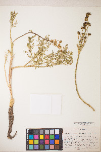 Lomatium bicolor image