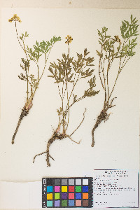 Lomatium brandegeei image