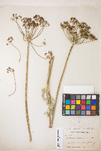 Lomatium californicum image
