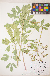 Lomatium californicum image
