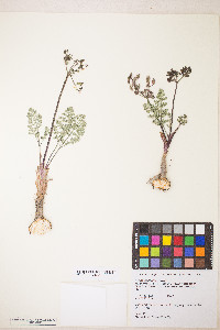 Lomatium canbyi image