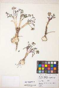 Lomatium canbyi image