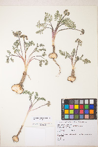 Lomatium canbyi image