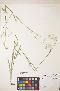 Perideridia parishii subsp. latifolia image