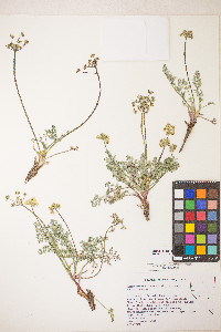 Lomatium austiniae image