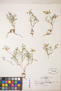 Lomatium cous image