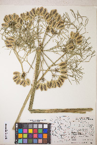 Lomatium columbianum image