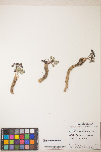 Lomatium cuspidatum image