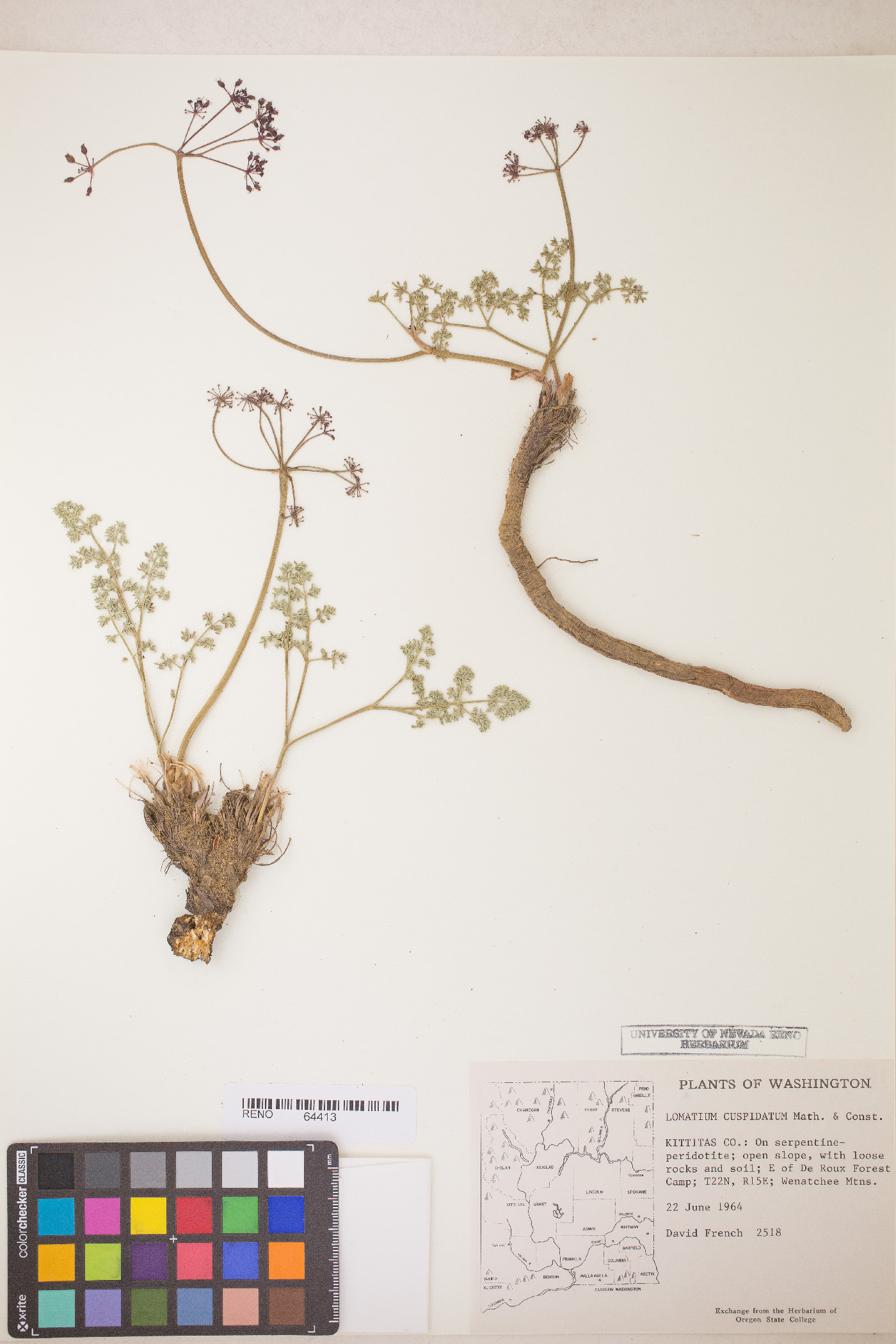 Lomatium cuspidatum image