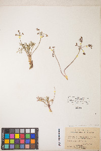 Lomatium cuspidatum image
