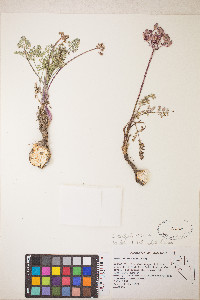 Lomatium canbyi image