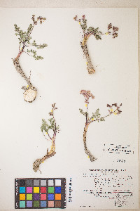 Lomatium canbyi image