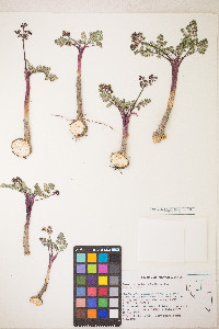 Lomatium canbyi image