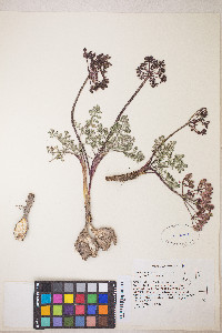 Lomatium canbyi image
