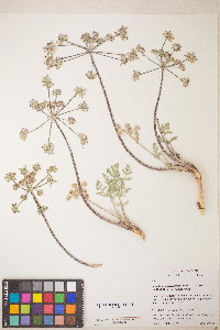Lomatium dasycarpum image