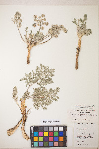 Lomatium dasycarpum image