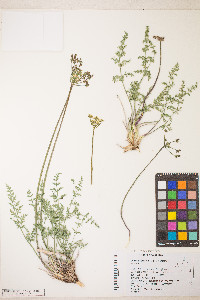 Lomatium scabrum image