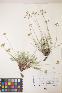 Lomatium scabrum image