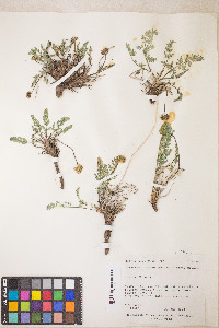 Lomatium scabrum image