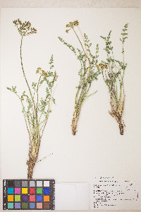 Lomatium scabrum image