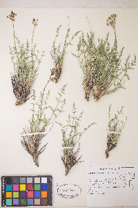 Lomatium scabrum image