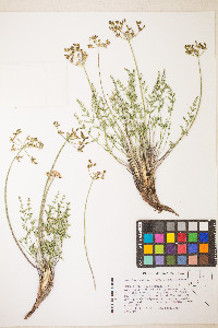 Lomatium scabrum image