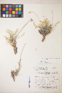 Lomatium scabrum image