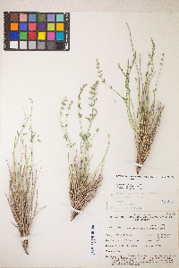 Lomatium scabrum image