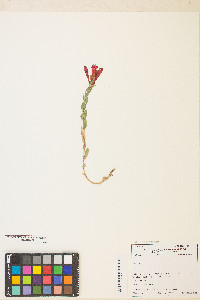 Epilobium canum image