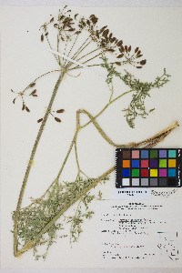 Lomatium multifidum image