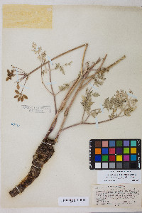 Lomatium multifidum image