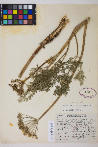 Lomatium multifidum image