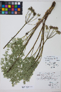 Lomatium multifidum image