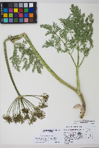 Lomatium multifidum image