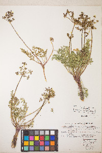 Lomatium donnellii image