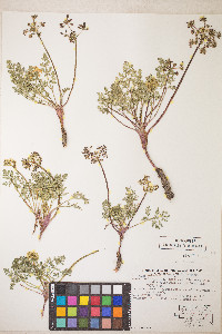 Lomatium donnellii image