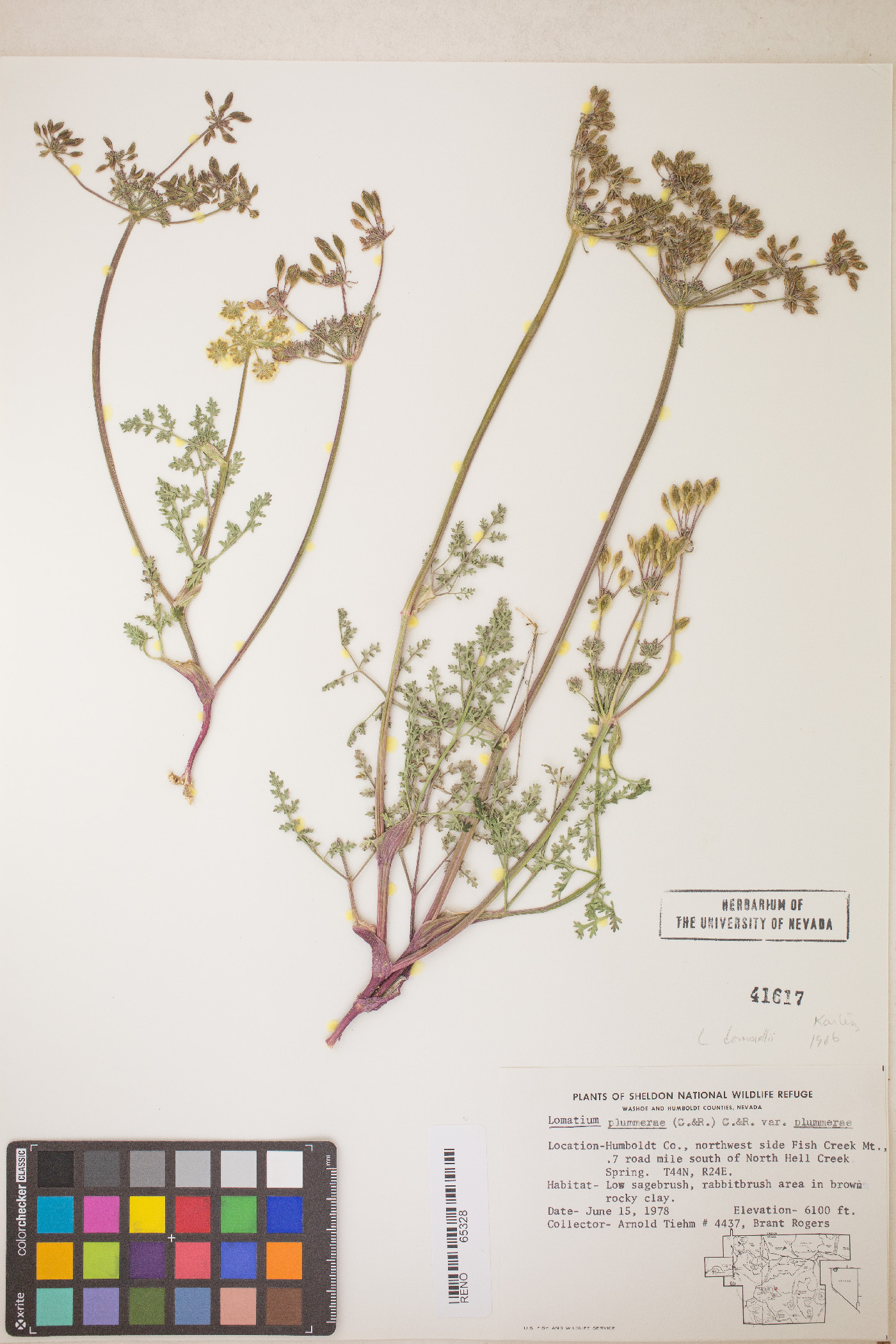 Lomatium donnellii image