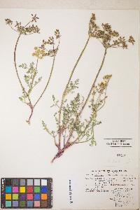 Lomatium donnellii image