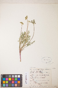 Lomatium donnellii image