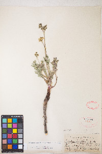 Lomatium donnellii image