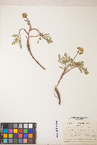 Lomatium donnellii image