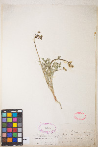 Lomatium donnellii image