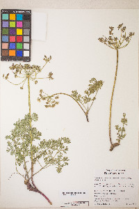 Lomatium donnellii image