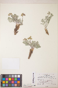 Lomatium fimbriatum image
