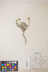 Lomatium fimbriatum image
