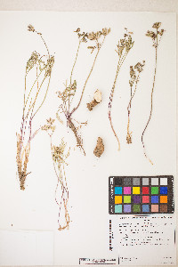 Lomatium geyeri image