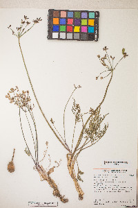 Lomatium geyeri image
