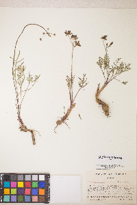 Lomatium geyeri image