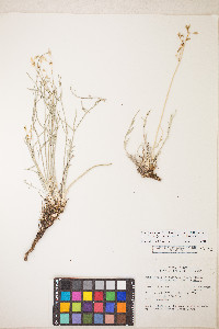 Peucedanum graveolens image