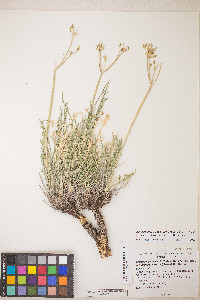 Peucedanum graveolens image